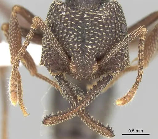 Mystrium mirror - CASENT0318938