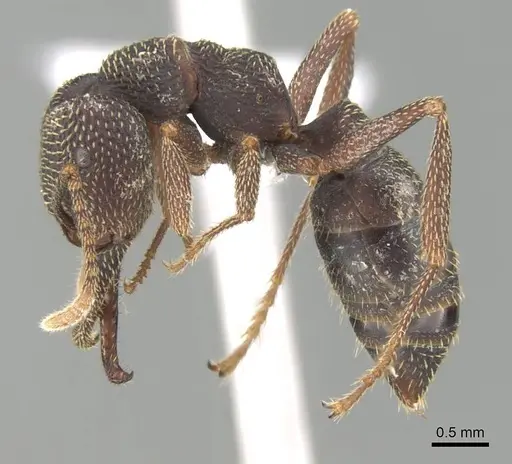 Mystrium mirror - CASENT0318938