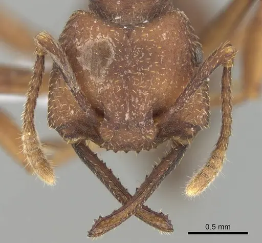 Mystrium mirror - CASENT0318939