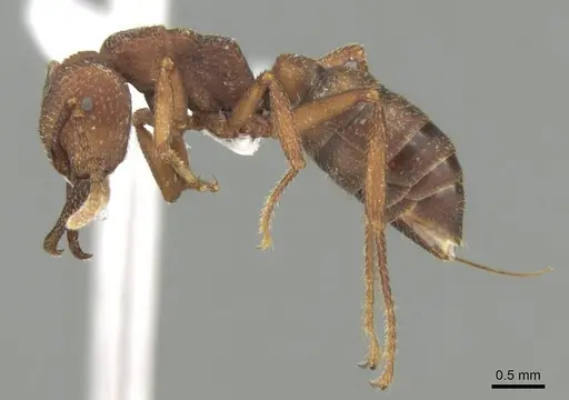 Mystrium mirror - CASENT0318939