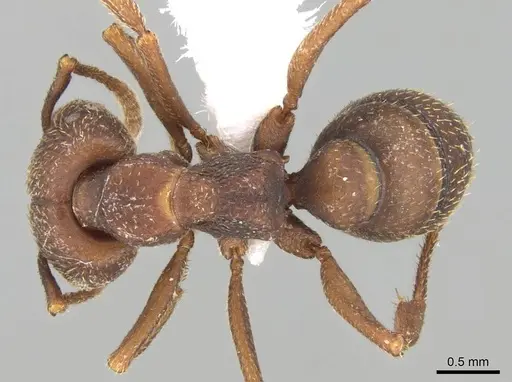 Mystrium mirror - CASENT0318940