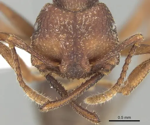 Mystrium mirror - CASENT0318940