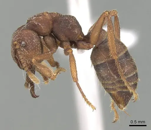 Mystrium mirror - CASENT0318940