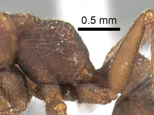 Mystrium mirror - CASENT0318940