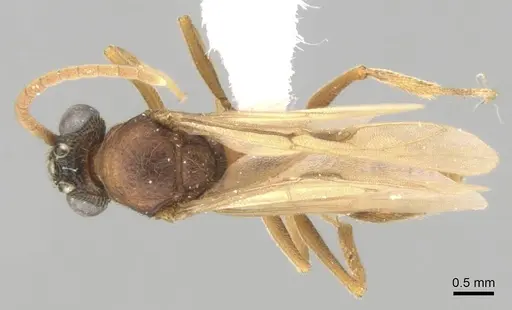 Mystrium mirror - CASENT0318941