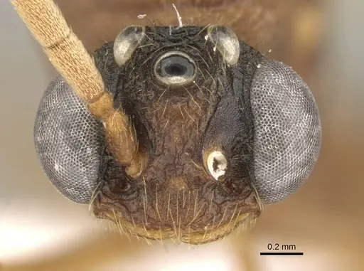 Mystrium mirror - CASENT0318941