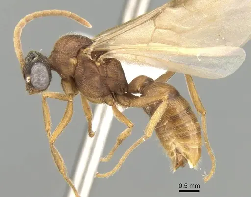 Mystrium mirror - CASENT0318941