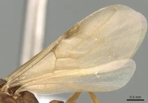 Mystrium mirror - CASENT0318941