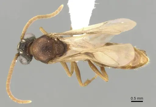 Mystrium mirror - CASENT0318942