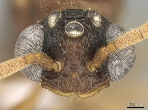 Mystrium mirror - CASENT0318942