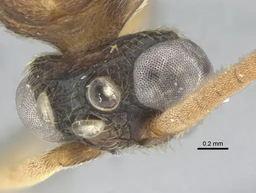 Mystrium mirror - CASENT0318942