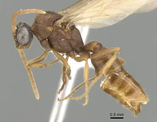 Mystrium mirror - CASENT0318942