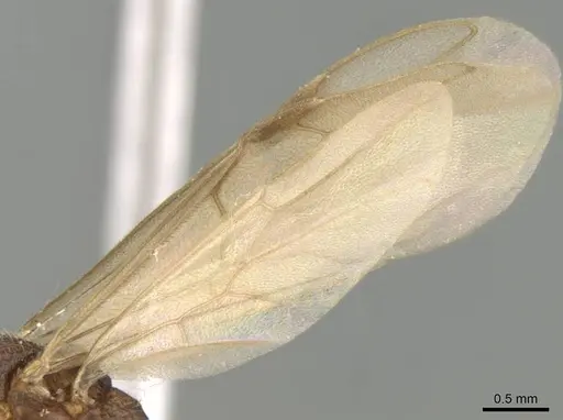 Mystrium mirror - CASENT0318942