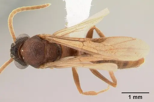 Mystrium mirror - CASENT0429895