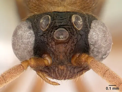 Mystrium mirror - CASENT0429895