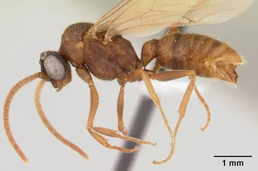 Mystrium mirror - CASENT0429895