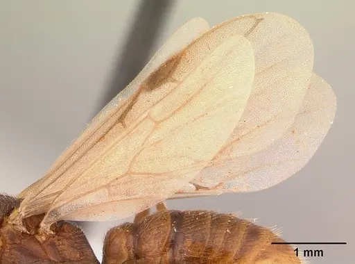 Mystrium mirror - CASENT0429895