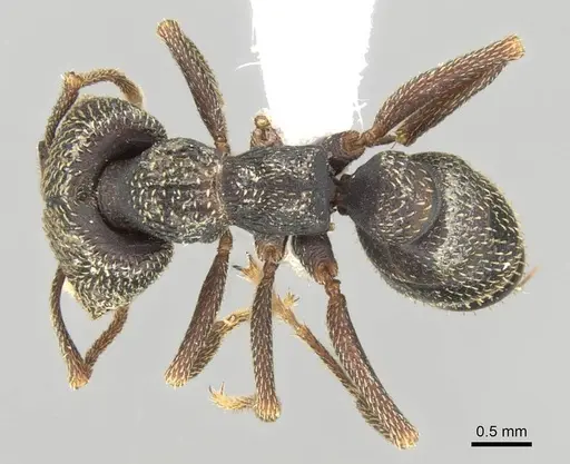 Mystrium mirror - CASENT0429897