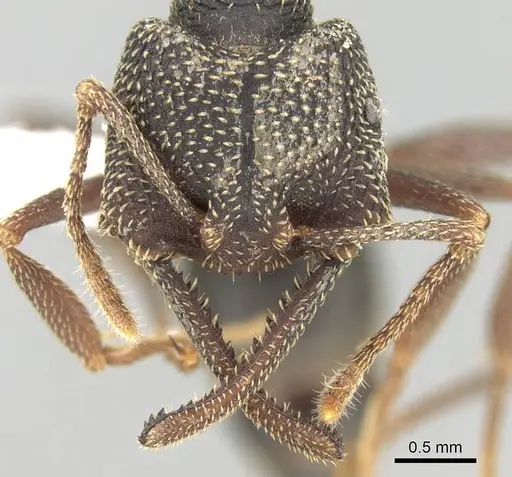 Mystrium mirror - CASENT0429897