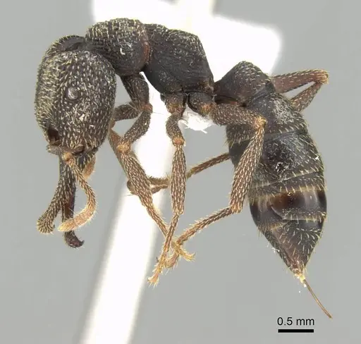 Mystrium mirror - CASENT0429897