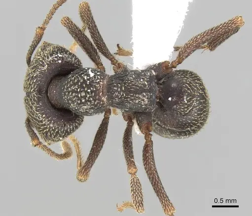 Mystrium mirror - CASENT0429898