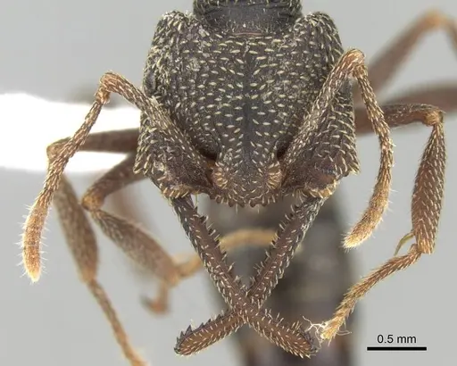 Mystrium mirror - CASENT0429898