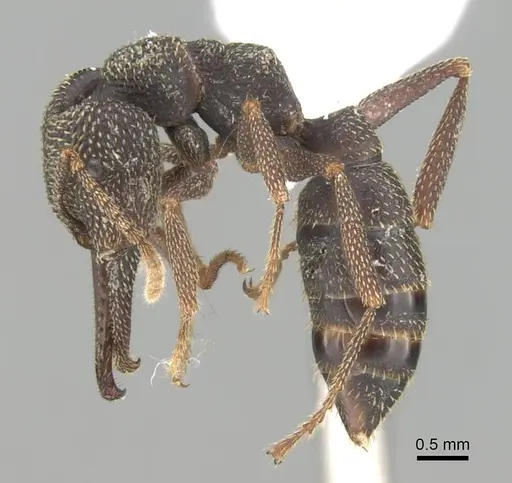 Mystrium mirror - CASENT0429898