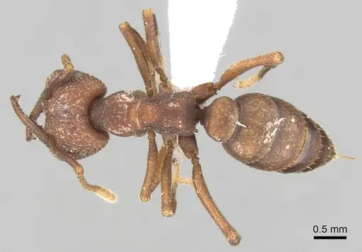 Mystrium mirror - CASENT0429899