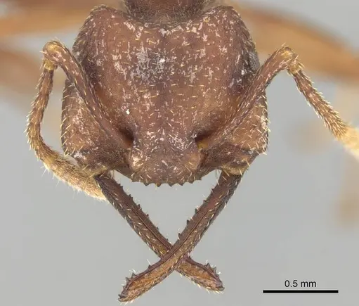 Mystrium mirror - CASENT0429899