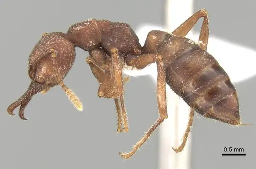 Mystrium mirror - CASENT0429899