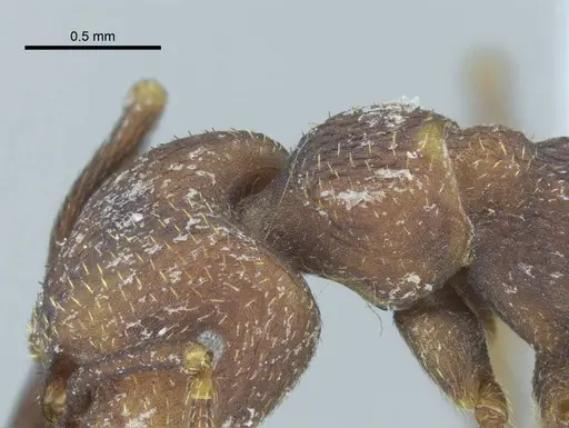 Mystrium mirror - CASENT0429899