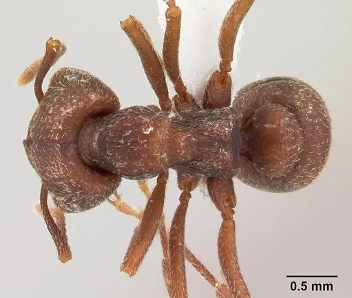 Mystrium mirror - CASENT0429900