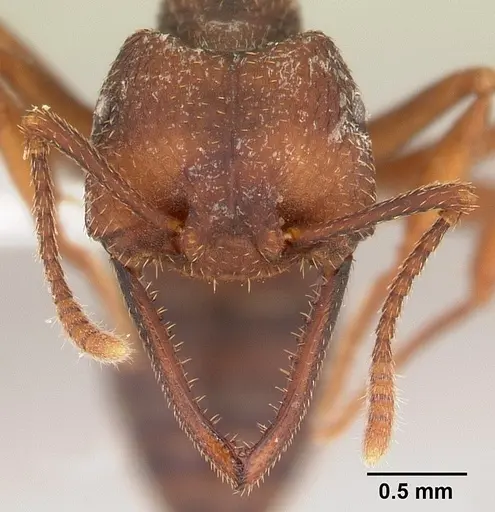 Mystrium mirror - CASENT0429900