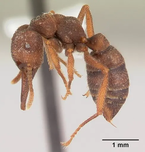 Mystrium mirror - CASENT0429900