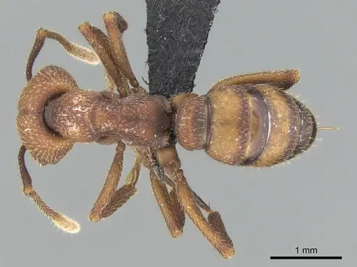 Mystrium mirror - CASENT0489924