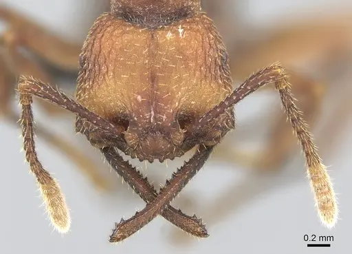 Mystrium mirror - CASENT0489924