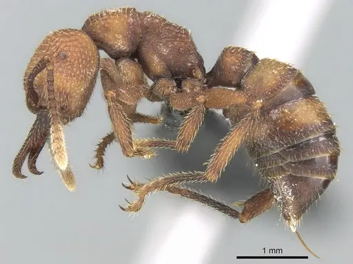 Mystrium mirror - CASENT0489924