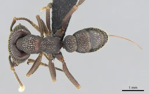 Mystrium mirror - CASENT0489928