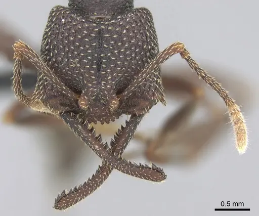 Mystrium mirror - CASENT0489928