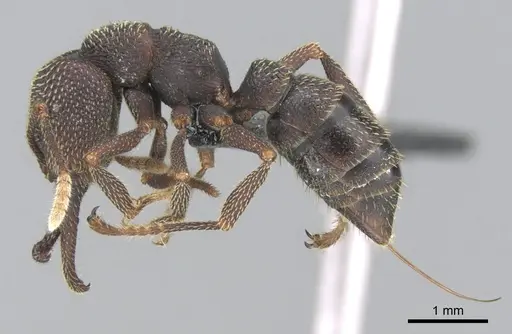 Mystrium mirror - CASENT0489928