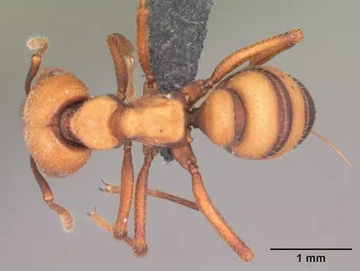 Mystrium mirror - CASENT0492109