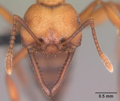 Mystrium mirror - CASENT0492109