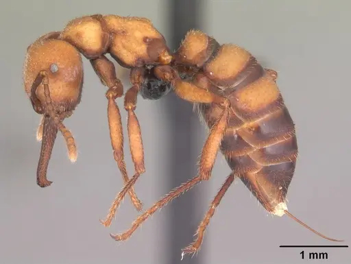 Mystrium mirror - CASENT0492109