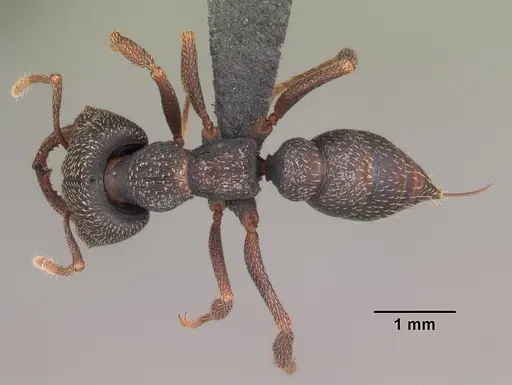 Mystrium mirror - CASENT0492151