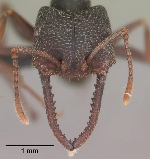 Mystrium mirror - CASENT0492151