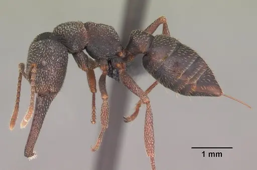 Mystrium mirror - CASENT0492151