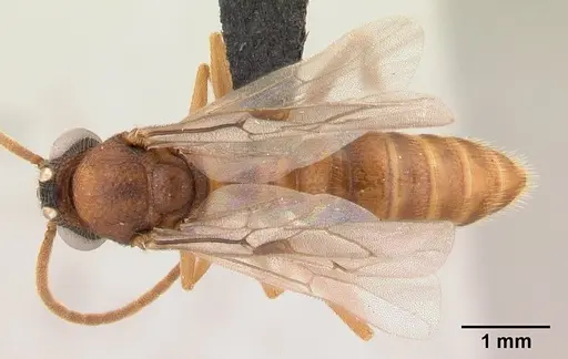 Mystrium mirror - CASENT0492154