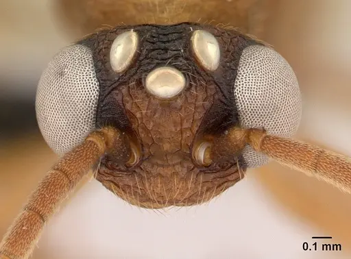 Mystrium mirror - CASENT0492154