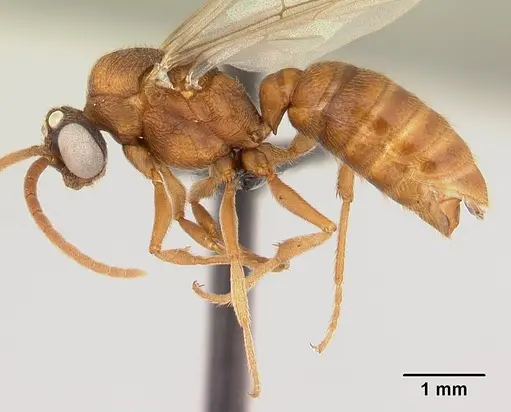 Mystrium mirror - CASENT0492154