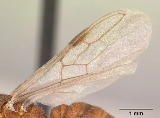 Mystrium mirror - CASENT0492154